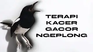 Suara burung kacer ngeplong untuk pancingan kacer bahan cepat bunyi gacor!!
