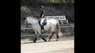 Dressage - Iberian horses - Daniel Volante