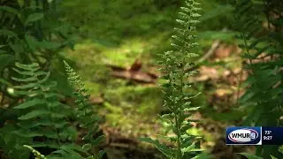 Grow it Green: How to garden in shady spots