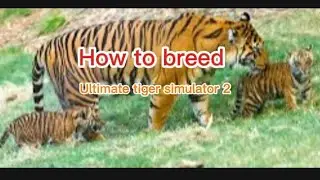 How to breed a cub, ultimate tiger simulator 2.    episode 1