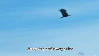 Thrilling Sunrise Chase  Eagle vs Fish in Cinematic Wildlife Showdown online video cutter com