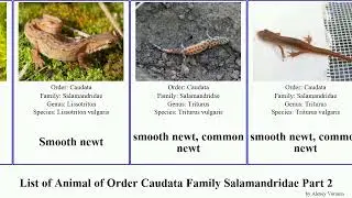 List of Animal of Order Caudata Family Salamandridae Part 2 newt tylototriton triturus salamander
