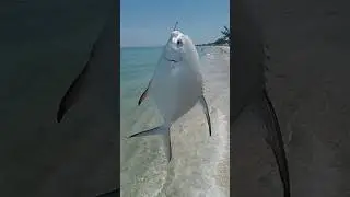 #permit #fishing #boca #grande #beach #florida #fish #angler #psychocichlidslayer