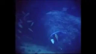 Best of Oman under the Sea 1983