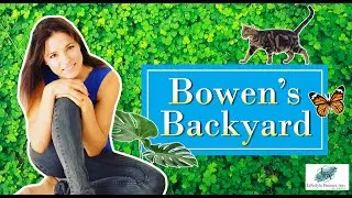 Bowen's Backyard