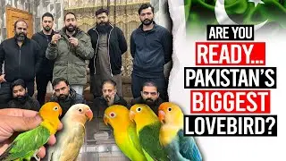 Are You Ready... Pakistan’s Biggest Lovebird?