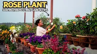 Top 3 Mistakes to Avoid in Rose Plant Care for Beginners I Nepali Garden Channel
