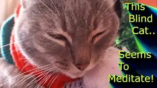 This Blind Cat Seems To Meditate!