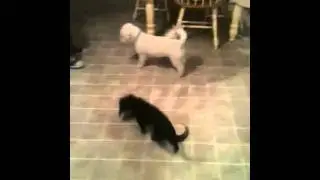 Dogs running back and forth, funny!