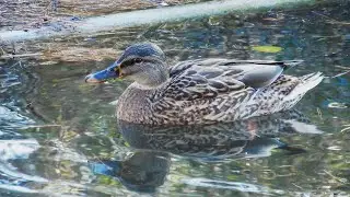 マガモ/Anas platyrhynchos 27_260113_航空公園