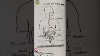 Digestive System #nursing #biology #gnm #neet