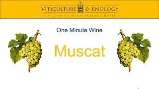 One Minute Wine - Muscat