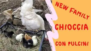chioccia con pulcini