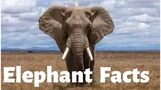Elephant Pictures + Facts You Didn't Know! Nature ASMR Pictures 2020