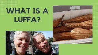 Visit to the Luffa Farm in Nipomo, CA