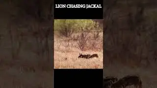 Can This Jackal Escape the Lion?