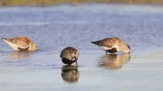 wadvogels bij Wijnaldum 8-8-2023