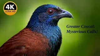 The Enchanting Greater Coucal of India: Fascinating Facts & Territorial Calls