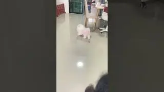 Pick up trash #petsrule #pets #funny #animals