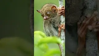 Unraveling the Tarsier's Unique Biology