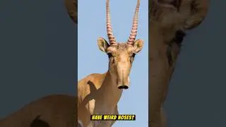 Why do Saiga Antelopes have weird noses?