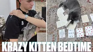 OUR NEW KITTEN'S CRAZY NIGHT TIME ROUTINE