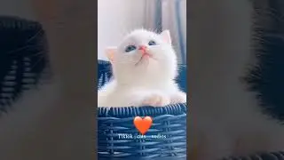 cats__vedios please mujy like karlo