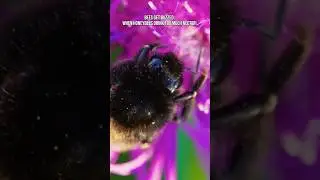 Bees Get Buzzed: When Honeybees Drink Too Much Nectar! #bee #animals #nature #facts #insects
