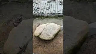 Plymouth Rock, Plymouth Massachusetts