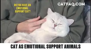 Cat Therapy Animals | Emotional Support for Humans with Cats