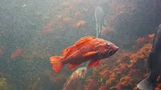 Tokyo Sea Life Park : Sebastes miniatus ≪ Vermillion rockfish ≫ ( バーミリオンロックフィッシュ )