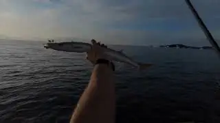 Shore Fishing Villefranche-Sur-Mer, France for Dentex, Barracuda, Seabass, and a mystery fish!