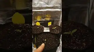 Mars Hydro FC1500 Evo Grow Zelt - Woche 2 Tag 1 #shorts #garden #indoorplants