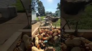 Trying to Feed ANY Birds: Day 71