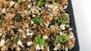 Acclimating Tissue Culture Plants Update!