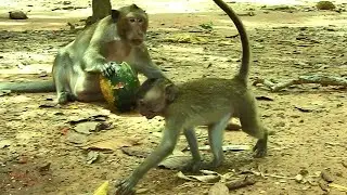 Old Felix Scare Little baby Monkey Mia, Not So Scary Of Him, Mia So Hungry,Need Food  To Eat