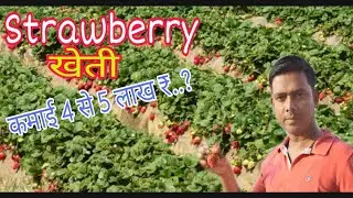 Strawberry farming, Village vlog #3, Strawberry Growing