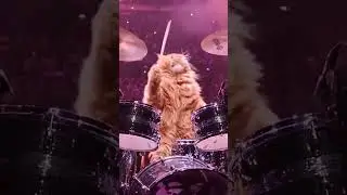 #Cat playing #drums #dreamscreenai #drumsolo #caturday #cats #catshorts #catvideos #kittie #drummer