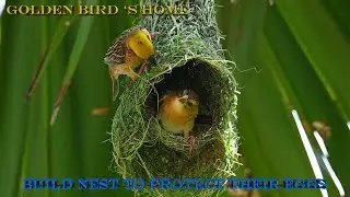 WEAVER BIRD weave green grass into beautiful green nests EP69