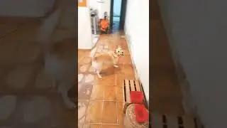 #brincadeiradasdoguinhas