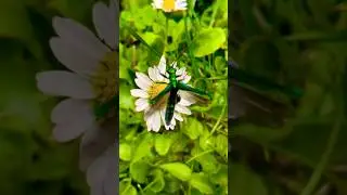 WHAT!?!😱😍False Oil Beetle🪲#viral #love#nature #subscribe #shorts #like #shortvideo #explore#world
