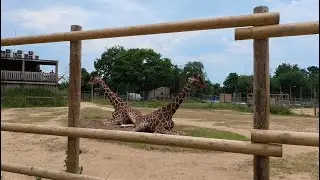 Bristol England Zoo Project - The Place of Wild Animals