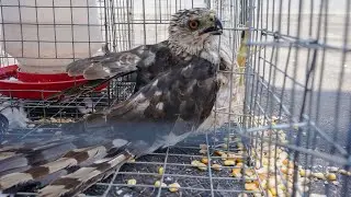 I Trapped a Red-Tailed Hawk...Game Warden Called