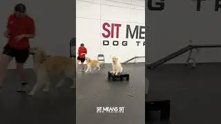 It's Golden Hour! | Sit Means Sit Dog Training Coastal