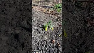 Uncovering bulbs! #healinggarden #flowers #nourishinggarden