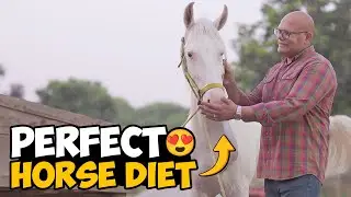Hamare Horse Ki Diet Change Karni Padi | Real Reason Inside 🐴🥕 | BT Farm Stories
