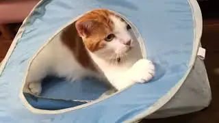 おもちゃ大好き、ゆずにゃん君（1歳0ヶ月の頃）。