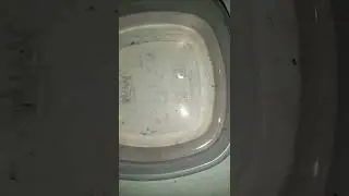 betta babys