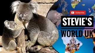 LIVELY PAIRED UP KOALAS AND MATING CALLS AT LONGLEAT'S KOALA CREEK