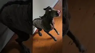Dogs acting like their younger selves again after patching